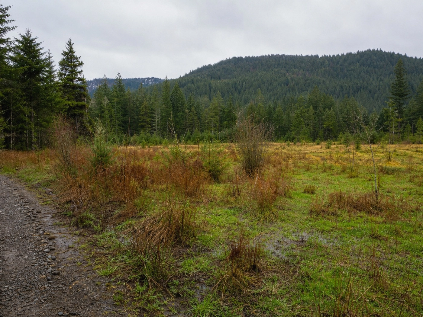 Timber Acreage in Aberdeen